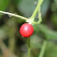 Cucumis maderaspatanus L.